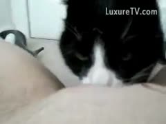 BBW amateur licked by cat, nice orgasm and moan